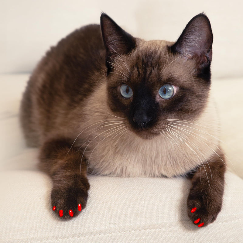 Soft Claws Safe Scratch-Free Solution for Cats - CLS (Cleat Lock System), Size: Small, Color: Gold Sparkle - BeesActive Australia
