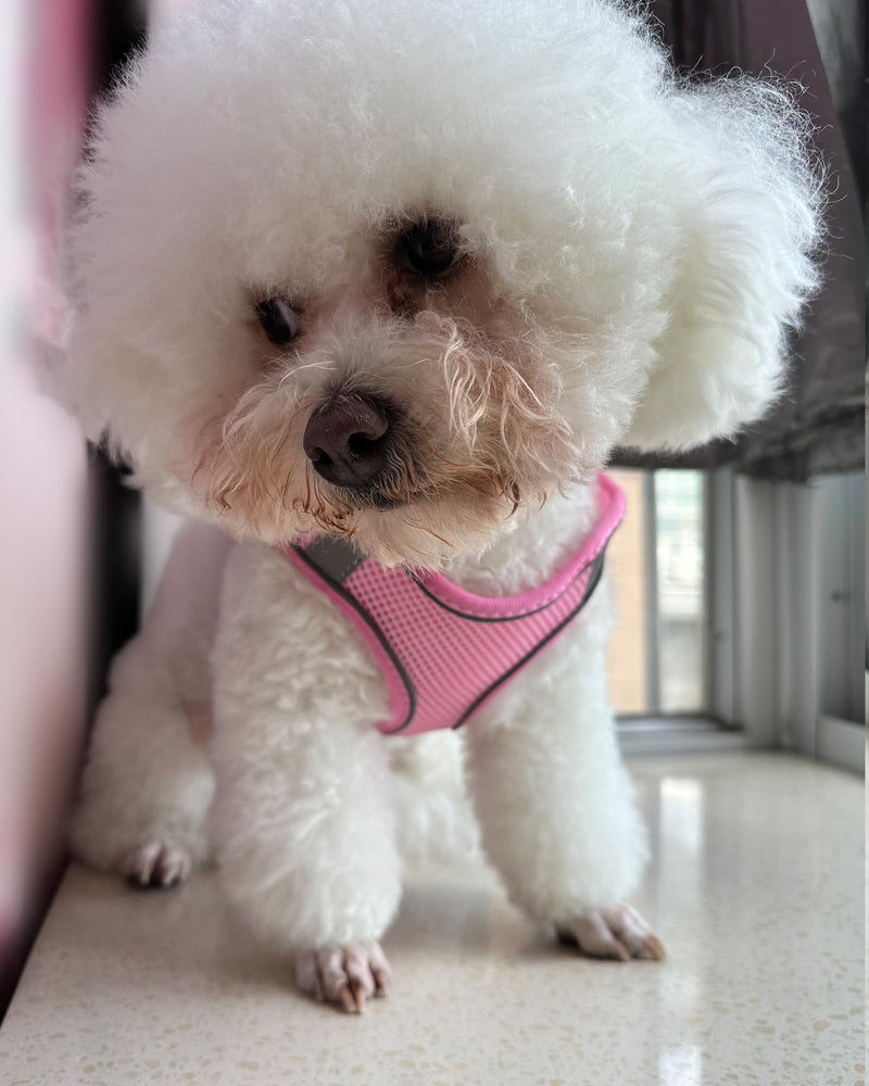 Dog Harness for Small Medium Large Dogs No Pull, Puppy Harness and Leash Set, Puppy Harness for Small Dogs, Step in Harness for Small Dogs, Small Dog Harness, mesh Dog Harness. (Pink, XS) Pink - BeesActive Australia