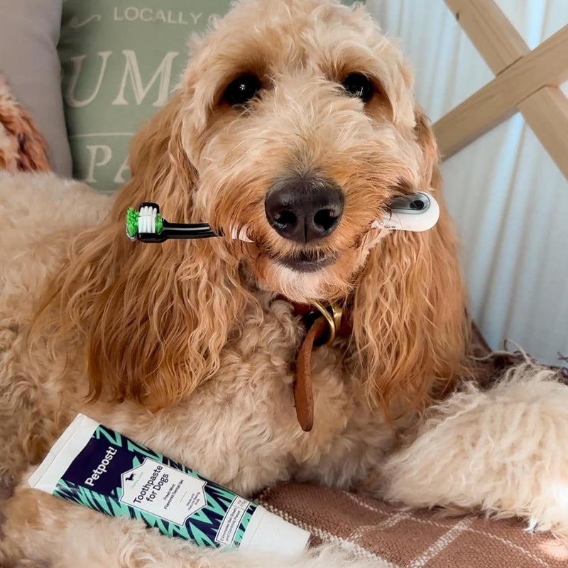 Petpost | Toothpaste for Dogs - Coconut Oil and Baking Soda Based Dental Gel That Naturally Eliminates Bad Breath - Dirt, Gunk, and Tooth Buildup Gone - Mint Flavor 4 oz. 4 Ounce (Pack of 1) - PawsPlanet Australia