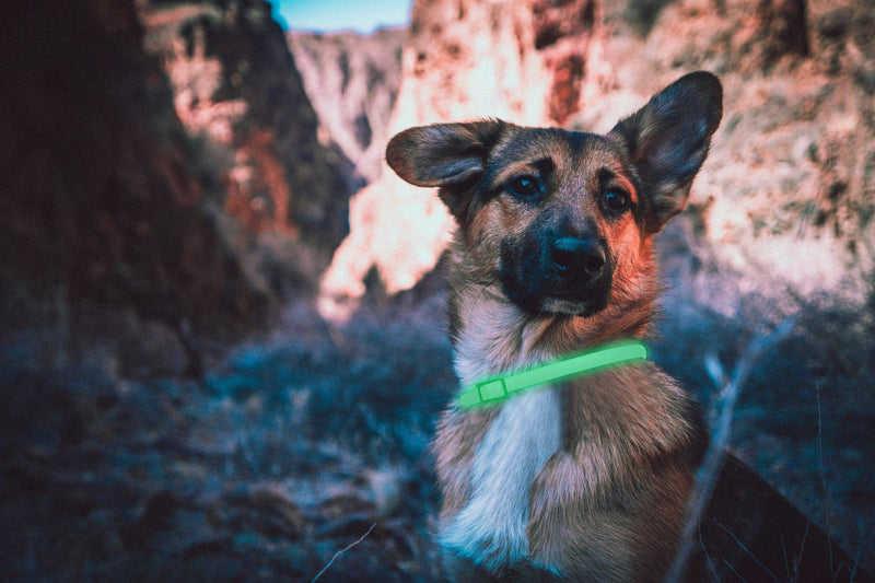 DEWEL Luminous Tick Collar for Dogs, Tick Collar Luminous Collar Dog Adjustable Flea and Tick Prevention Collars Waterproof Fluorescent Flea Collar Against Pests, 63.5cm XL - BeesActive Australia