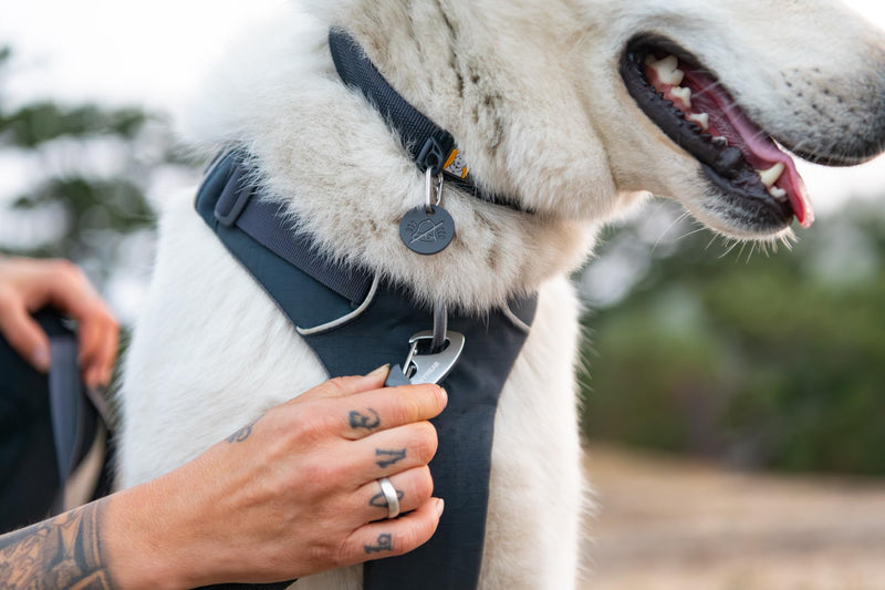 Ruffwear, Front Range Dog Collar, Durable and Comfortable Collar for Everyday Use, Red Canyon, 14"-20" 14"-20" - BeesActive Australia