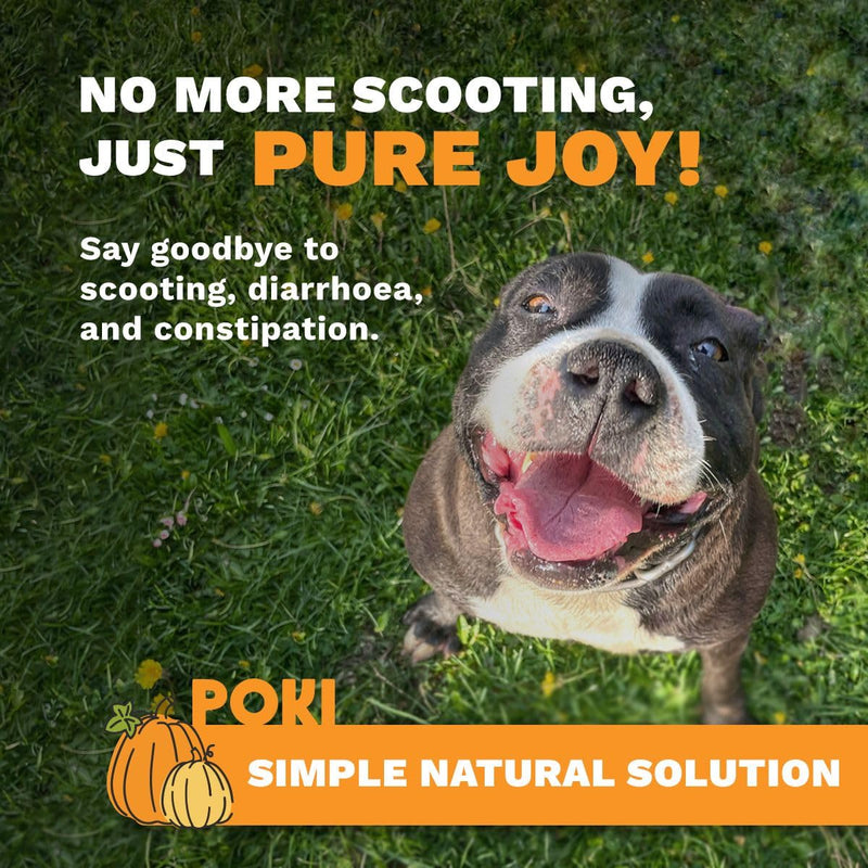 Pumpkin Powder for Dogs (260g) | Pumpkin Puree for Dogs | Fibre Supplement For Loose Stools Digestion, Weight Management & Immune Health | 100% Natural Ingredients | Poki Pet Care 260g (Pack of 1)