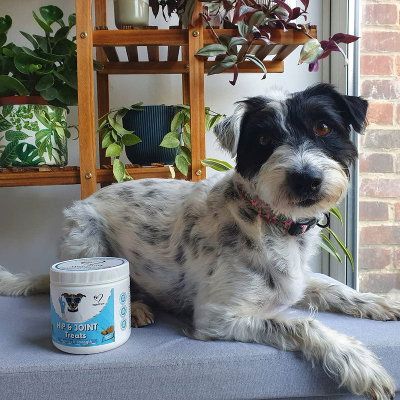 NutriPaw Joint & Hip Treats For Dogs - Stiffness, Strength, Mobility & Flexibility - Joint Supplement With Glucosamine, MSM, Chondroitin, Algae & Devils Claw - Perfect for Small, Medium & Large Dogs Single Pack