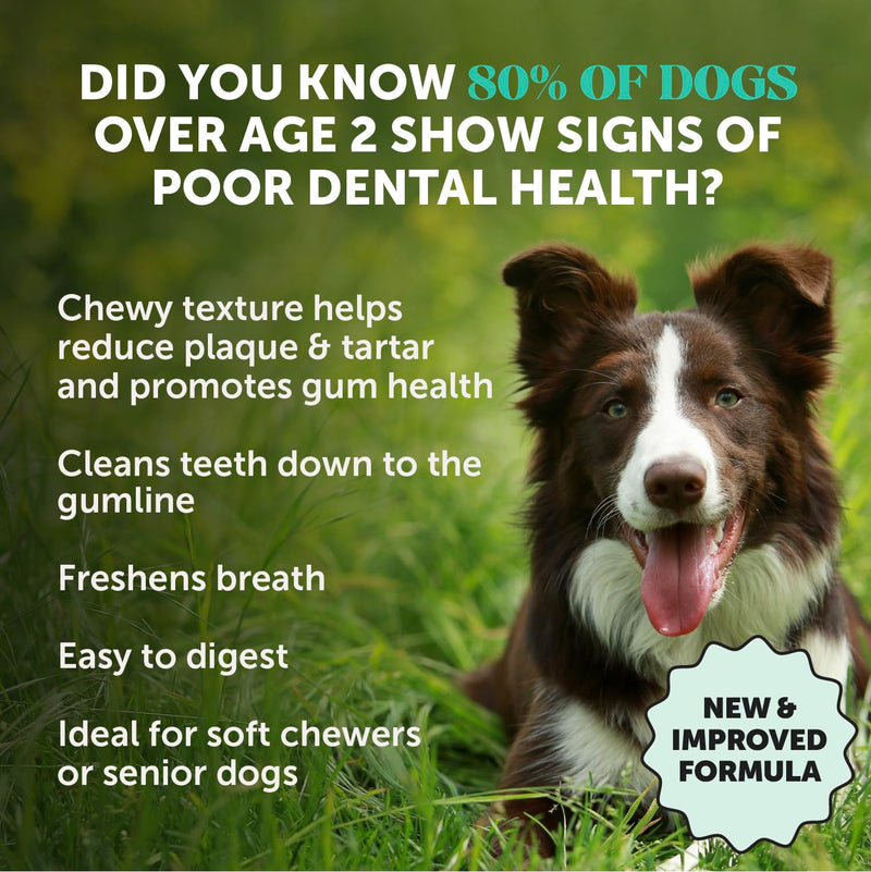 Pet Honesty Dog Dental Care Virtual Bundle – Mint Dental Powder 60 Servings + Fresh Sticks Oral Hygiene Chews 16 ct