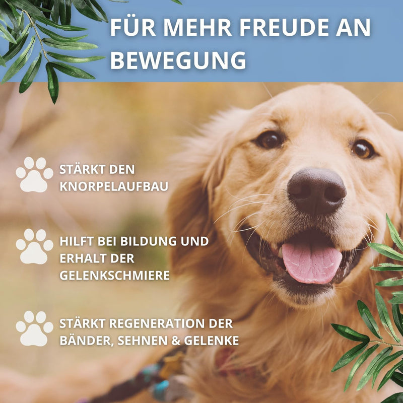NaturRuf high-dose joint powder for dogs with green-lipped mussel, MSM, glucosamine - support of joint metabolism in osteoarthritis - alternative to joint tablets - high acceptance - BeesActive Australia