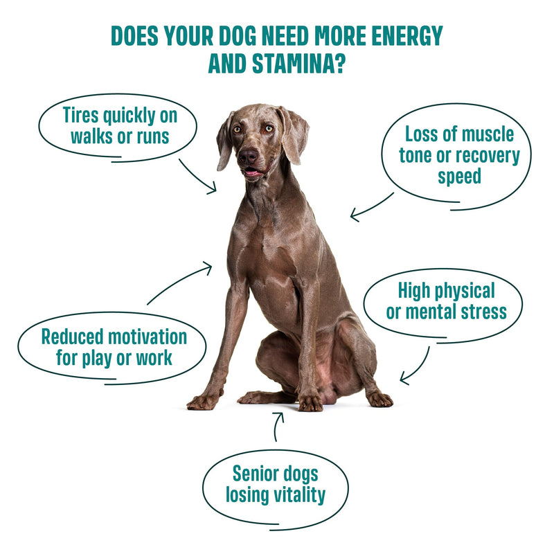 ivvi Sport – Functional Dog Snacks | With Protein, Ashwagandha, Collagen & Amino Acids | Supports Muscle Strength, Recovery & Vitality | 60 Soft Treats (270 g)