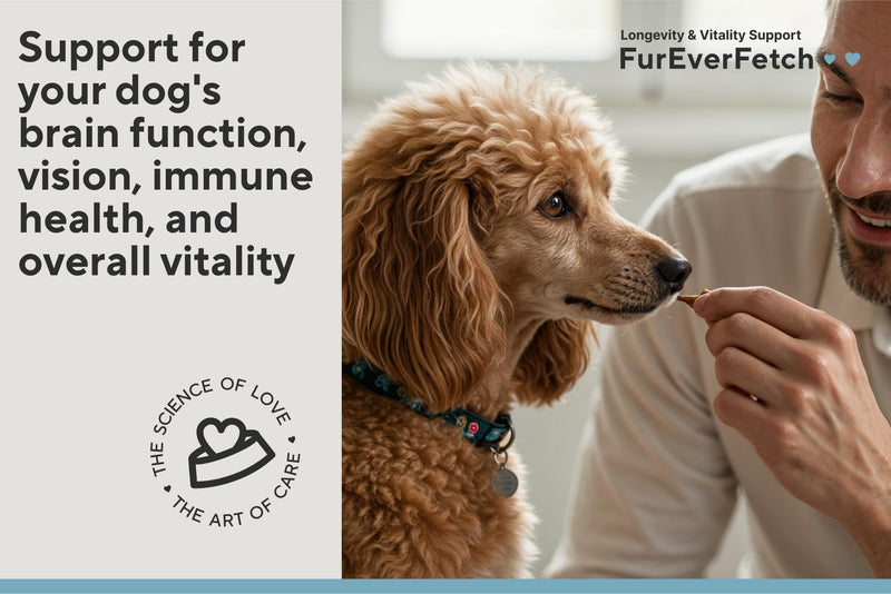 Supplement Treats for Senior Dogs ~ Eye & Brain Function, Immune Health, Overall Vitality & Longevity for Aging Dogs. Enriched with Breakthrough Active Ingredients (30 Days Supply)
