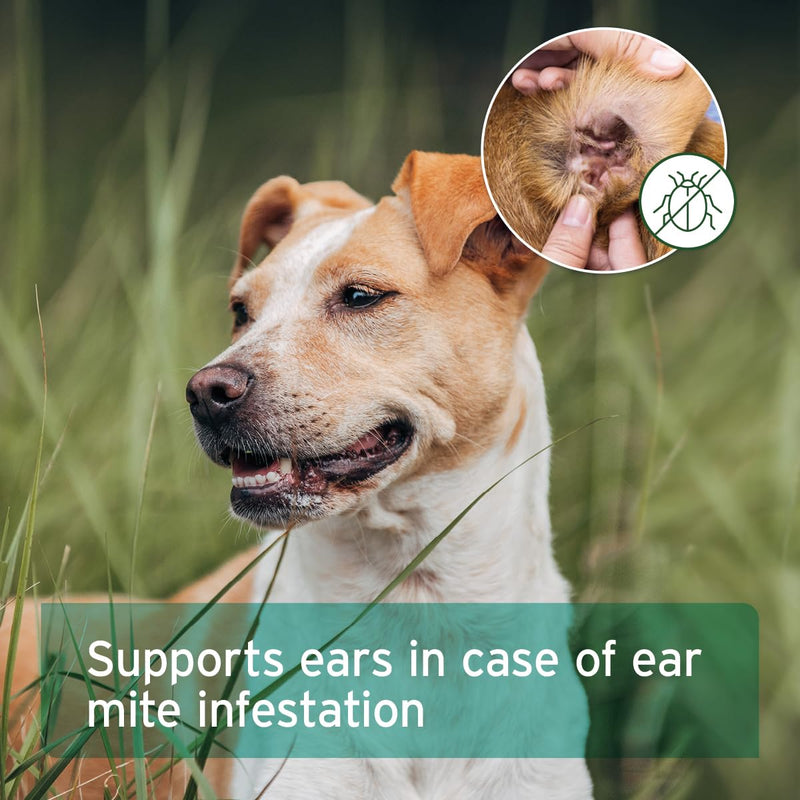 AniForte Ear Mite Drops 50ml for Dogs, Cats, Rodents and Pets - gentle support in case of ear mites, natural ear-drops