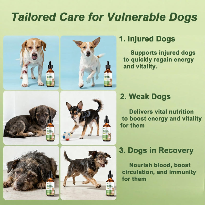 Dog Antibiotics for Infections, Cough, & Itching | Natural Antibiotics for Dogs for All Ages to Promote Wound Healing | Dog UTI Treatment and Tooth Infection Treatment | Chicken Flavor | 2 Oz