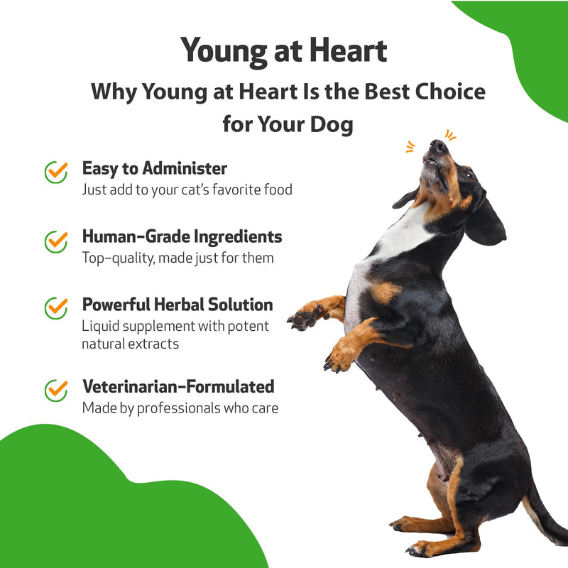 Pet Wellbeing Young at Heart for Dogs - Heart Health, Circulatory & Cardiovascular System, Hawthorn, Motherwort, Schisandra - Veterinarian-Formulated Herbal Supplement 2 fl oz (59 ml) 2 oz. - BeesActive Australia