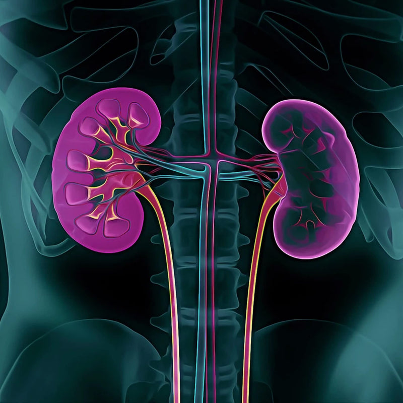 MICHAELS NATUROPATHIC Kidney Factors, 60 CT