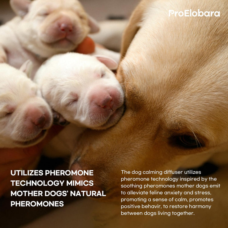 Calming atomizer for dog stress: Pheromone atomizer for dogs against anxiety - Comfort Dog Calm Pheromone Starter for home - lasts for 60 days BlueB - BeesActive Australia