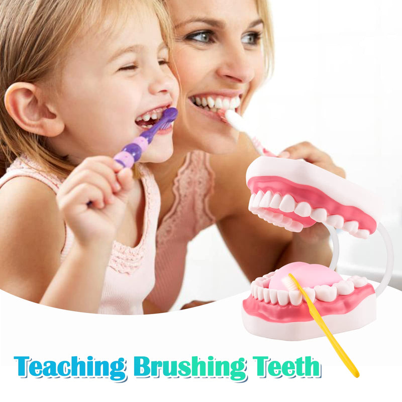 Ultrassist Mouth Model White Hinge for Speech Therapy, Ideal Brushing Teaching Dental Teeth Model for Kids and Children, 6 Times Enlarge, Includes Toothbrush - BeesActive Australia
