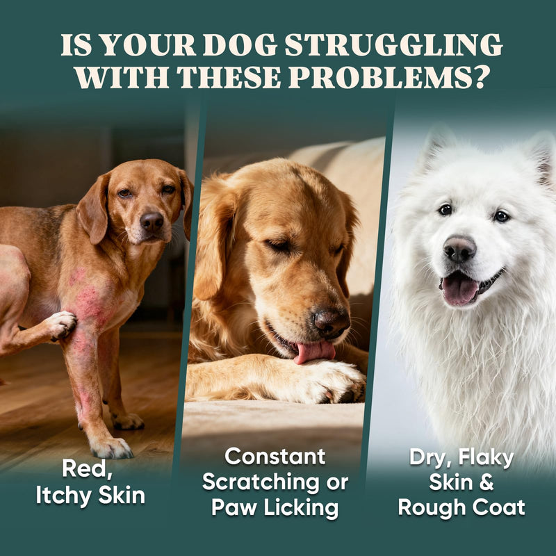 Dog Allergy Chews Omega 3 is Human,Itch Relief Multivitamin Medicine for Dogs Itching Skin Relief and Aller Immune Pet Allergy Dog Anti Itch Chews Coat Licking Supplements Pills Meds Medicine for Dogs Chicken