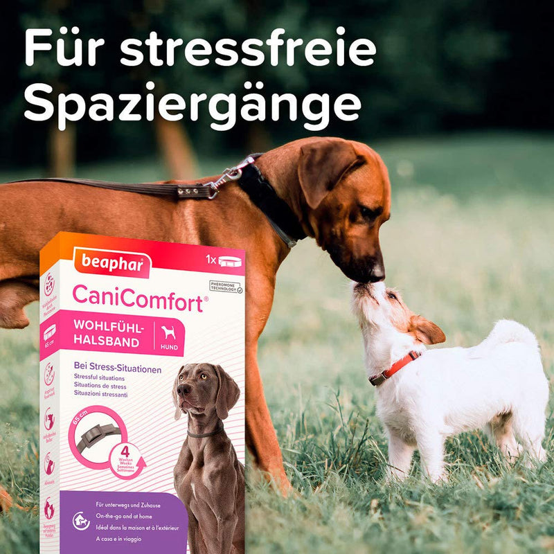 BEAPHAR - CaniComfort® feel-good collar - for dogs of all breeds and ages - pheromone technology - calms in stressful situations - for on the go and at home - works for 4 weeks - 65cm - gray 65 cm - BeesActive Australia
