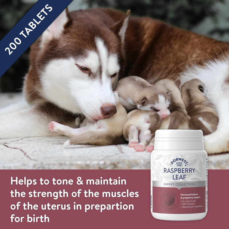 Dorwest Raspberry Leaf Tablets for Dogs And Cats, 200 Tablets, Pregnancy Support For Pets – For Natural Hormonal Balance and Phantom Pregnancies