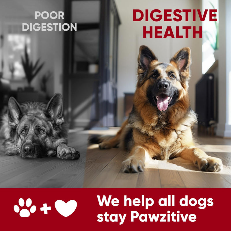 Probiotics for Dogs Digestive Health - Probiotic Chews for Gut Health, Itchy Skin Yeast, Diarrhea - USA Product - Immune Support Supplement - Dog Digestive Support & Allergy Relief Chews with Enzymes Probiotic & Enzymes Chews