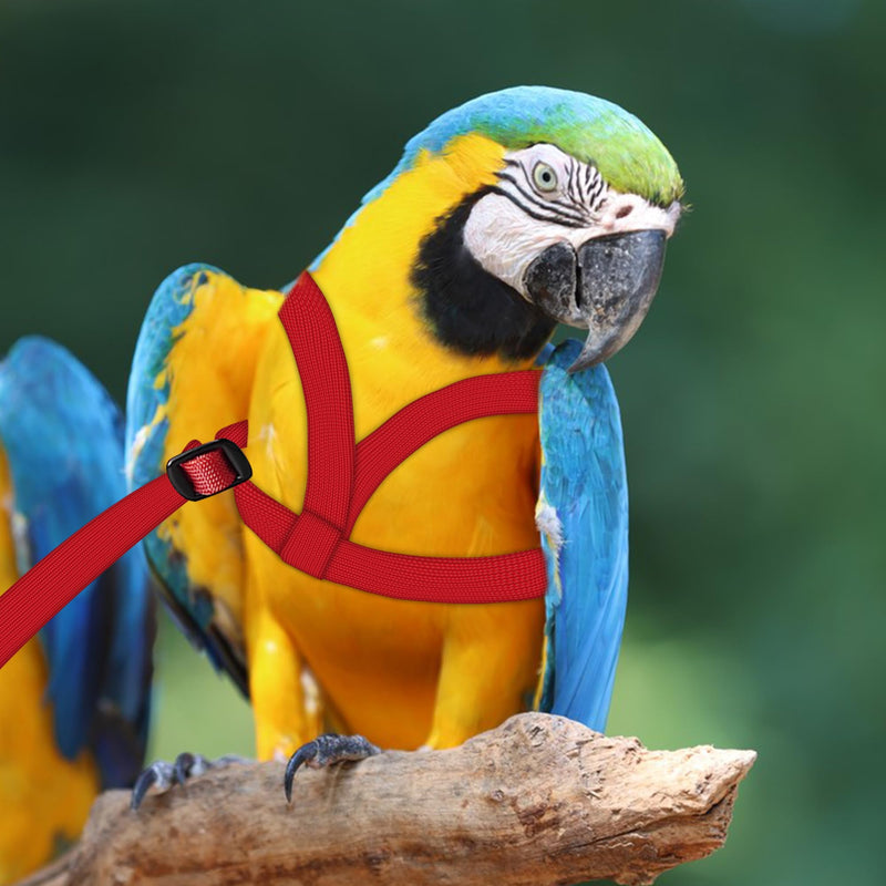 2 pcs Pet Parrot Bird Harness and Leash, Adjustable Training Design Anti-Bite, Outdoor Flying Training Rope Kit for Bird Parrots Fits Birds Chest Between24-51cm /9.45-20inch - M (red red - BeesActive Australia