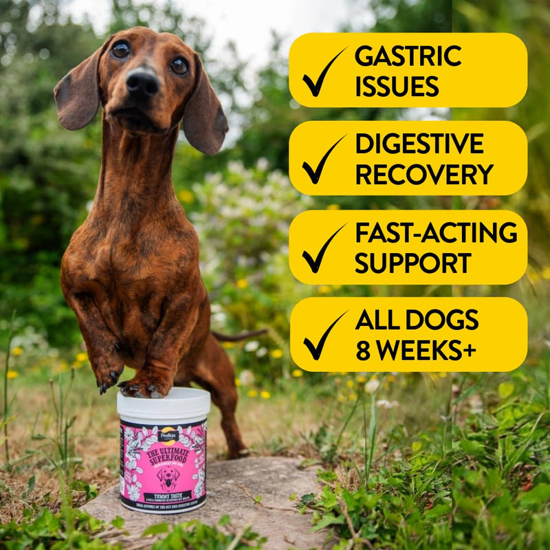 Proflax Tummy Tastic Digestive Care for Dogs – Pre & Probiotic Blend for Gut Health, Digestion & Stool Quality - 350g 350 g (Pack of 1)