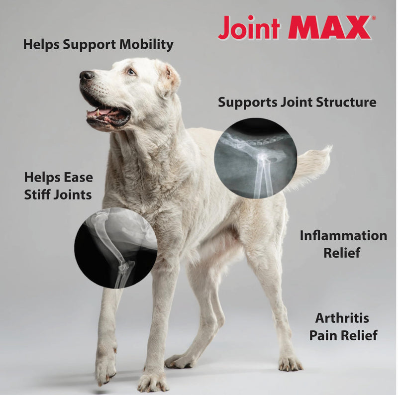 Double Strength Chewable Tablets for Dogs, Glucosamine, Chondroitin, Vitamins & Antioxidants, Hip & Joint Pain Relief & Support Supplement - Veterinarian Formulated, Made in USA, 120 Tablets 120 Count - BeesActive Australia