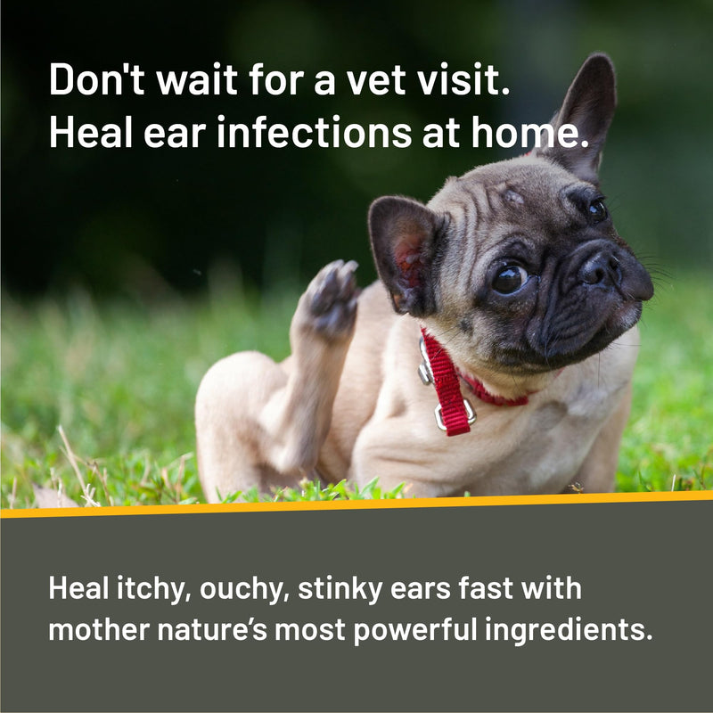 Absorbine Silver Honey Rapid Ear Care Vet Strength Concentrated Doses, 5 Ear Drops for 10 Days on 1 Ear for Dogs & Cats, Medical Grade Manuka Honey & MicroSilver BG - BeesActive Australia
