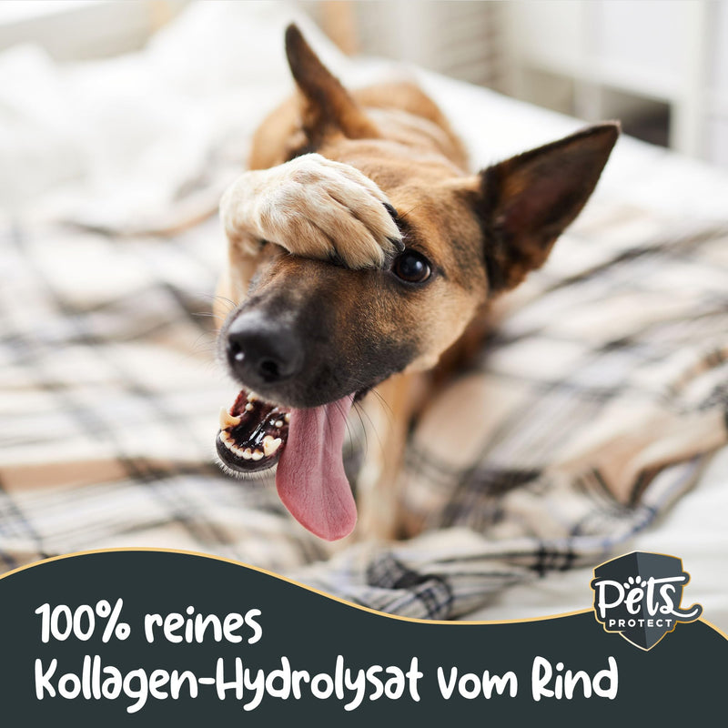 Pets PROTECT pure COLLAGEN POWDER for dogs & cats 300 g | Joint Health Dog | Collagen hydrolyzate from German production | 100% natural | Collagen with maximum nutrient density 1 piece (pack of 1) - BeesActive Australia