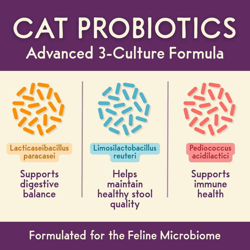PURPLE CAT Feline Biome Probiotic Treats for Cats – Cat Gut & Digestive Support, Pet Diarrhea Relief & Immune Health – Feline-Specific Strains, Healthy Treats, Real Chicken Liver Flavor – 60 Chews