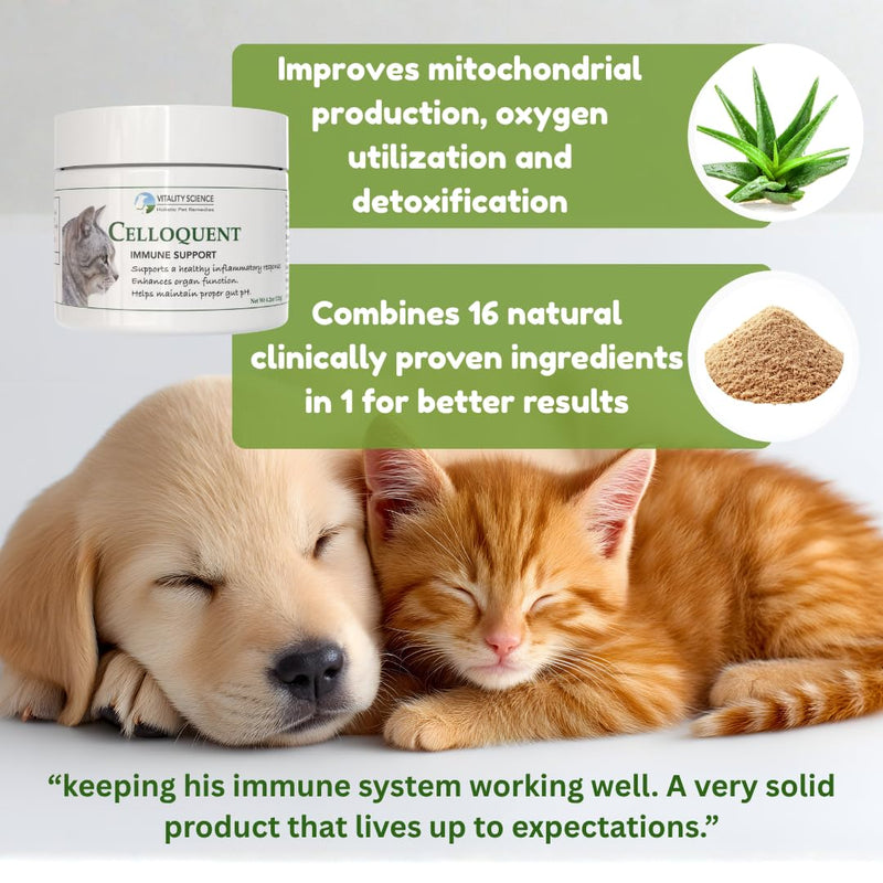 Vitality Science Celloquent for Cats | Enhanced Immune Support Formula | Maintains Proper Gut pH | Boosts Organ Function | Aids Cleansing and Healthy Inflammatory Response 60g