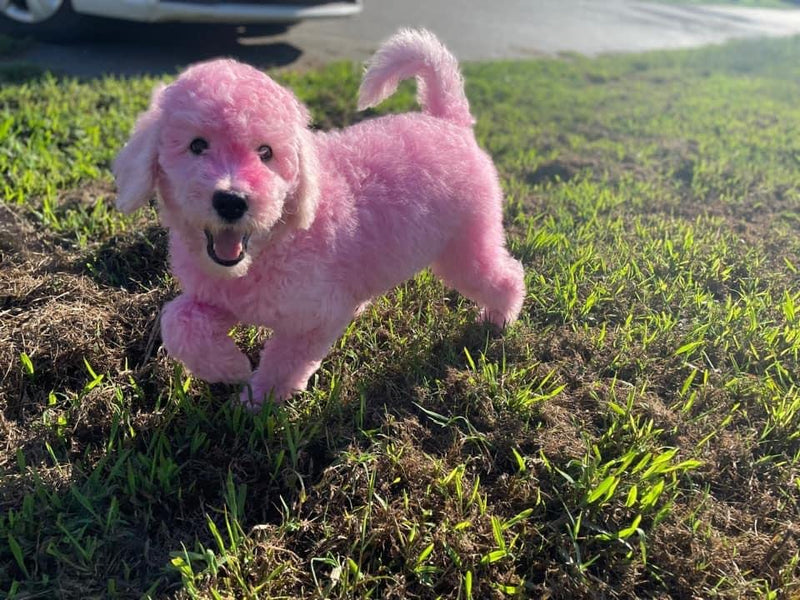 Magic Color Shampoos (Pink). Semi-Permanent Pet Hair Coloring Shampoo, Safe and Gentle Ammonia and Paraben Free Hair Dye Shampoo, Non-Toxic Coloring Shampoo for All Pets Can be Bathed. Pink - PawsPlanet Australia