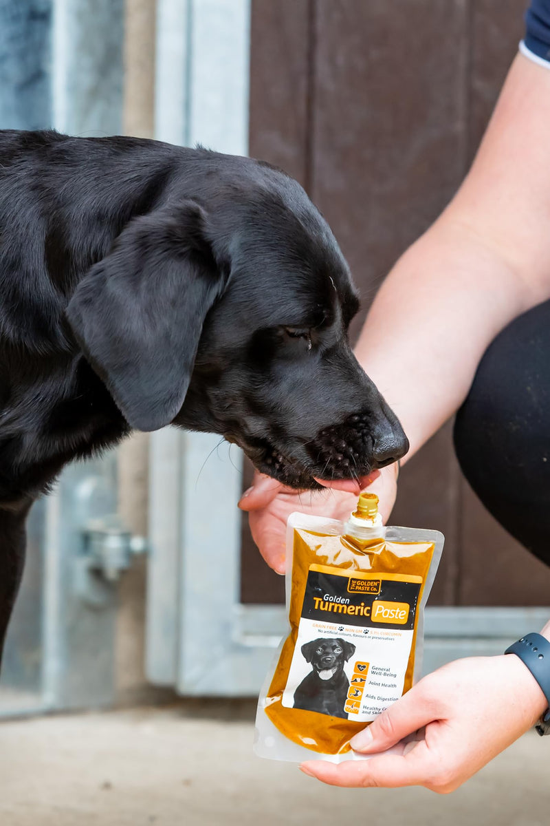The Golden Paste Company for Dogs Anti Inflammatory Cycles - 200g - Turmeric Joint Health Supplement with Ceylon Cinnamon, Apple Cider Vinegar & Coconut Oil for Dogs 200 g (Pack of 1)