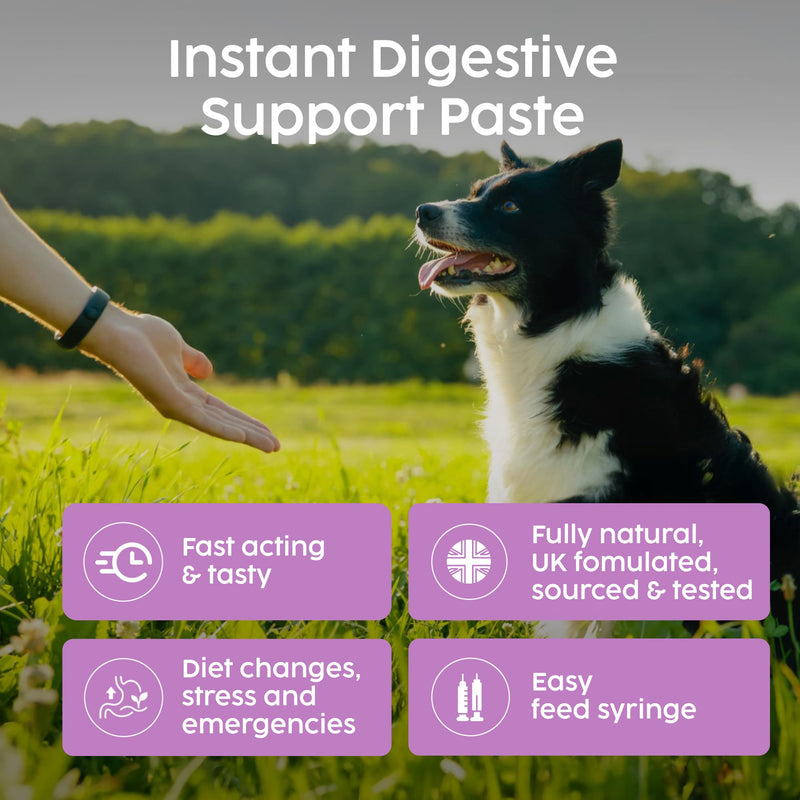 Protum Probiotic Paste for Dogs - 30ml Advanced Prebiotic Formula for Digestive Support - Tasty Flavour for Canine Gut Health - Aids Digestion, Diarrhea Recovery, and Wellness Original 30cc (ml)