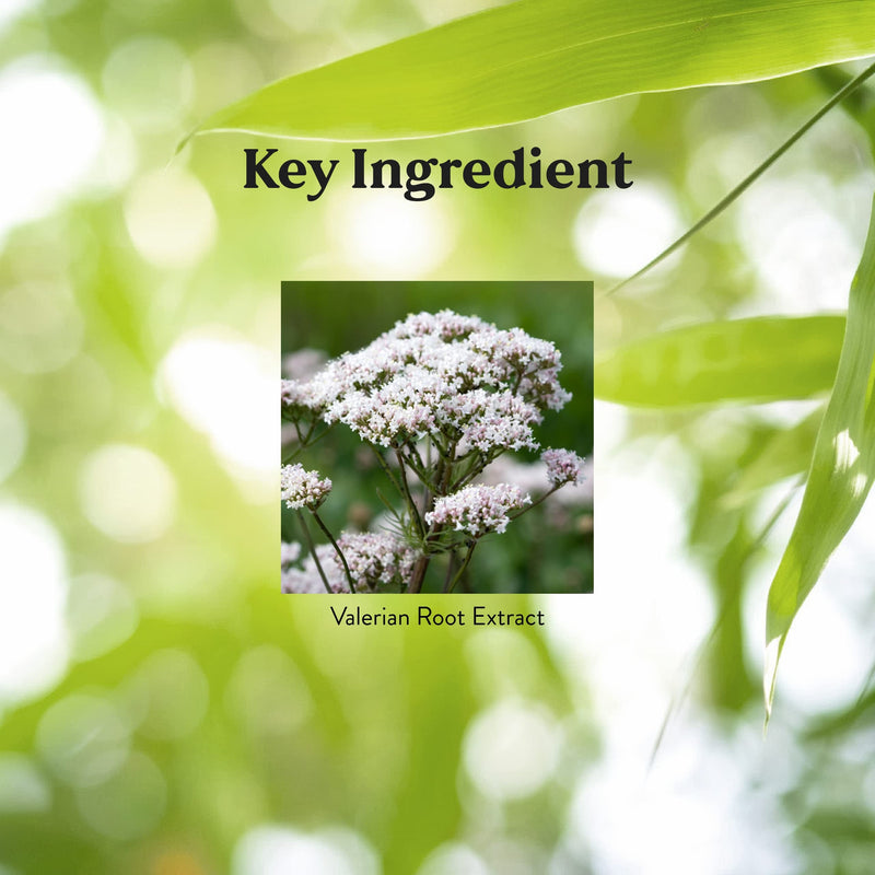 Nature's Sunshine Valerian Root Extract Time Release, 60 Capsules | Herbal Supplement Promotes Relaxation, Supports Sleep, and Delivers Natural Nervous System Support - BeesActive Australia