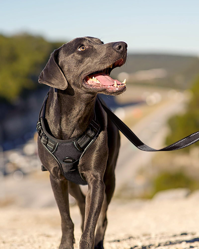 Joytale Dog Harness for Medium Dogs, Reflective Dog Harness, Air-Permeable Dog Harness, Adjustable Chest Harness with Handle for Leading and Training, Black, M (Pack of 1) - BeesActive Australia