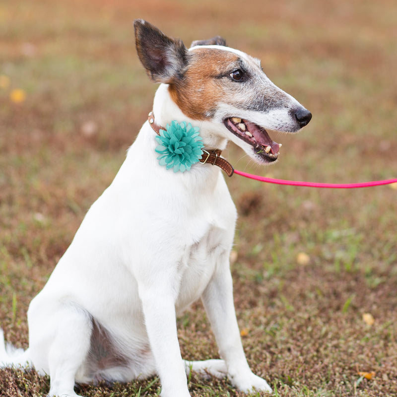 12 Pcs Dog Flower Collar Accessory, Dog Collar Flowers, Multi-Color Pet Flower Collars, Pet Flower Bow Ties Dog Flower, Dog Flower Bow Ties Puppy Charms, Pet Collar Flower for Puppy Collar, 3 Style - BeesActive Australia