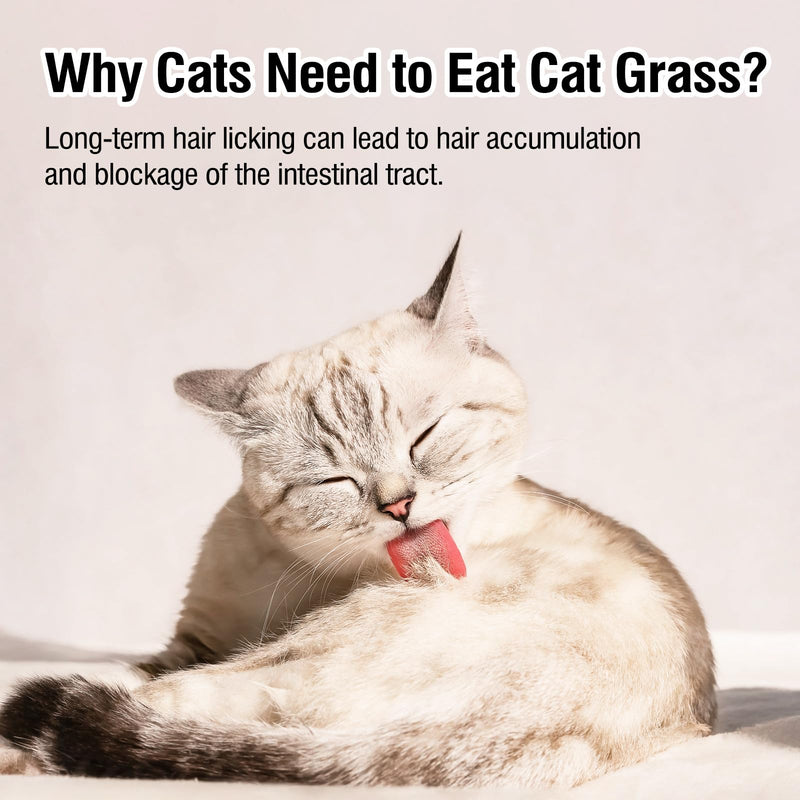 Freeze Drying Cat Grass Treats with Chicken & Egg Yolk - Natural Hairball Relief Snacks for Indoor Cats & Kittens, Healthy Digestive Support, 2.3 oz