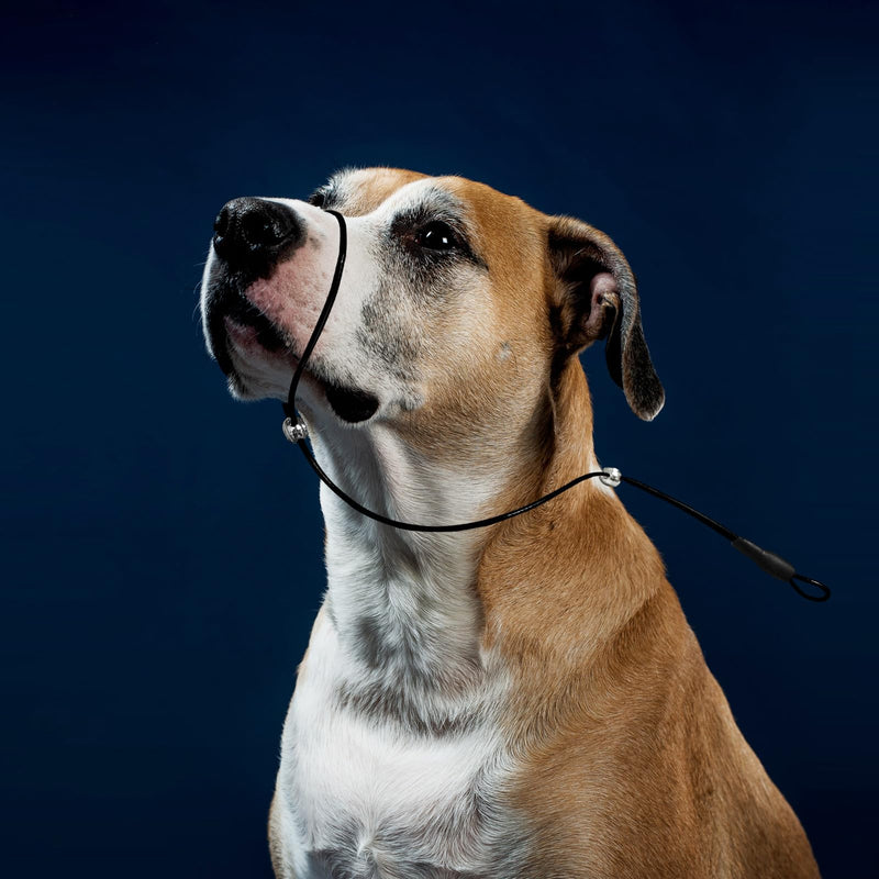 LOS ANDES Dog Head Collar to Stop Pulling on The Lead, Headcollar for Dogs, Professional Training Aid for Medium Dogs, Adjustable and Easily Control (Suit for Dog Neck+Mouth Under 30inch) Silver - BeesActive Australia
