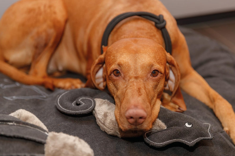 TRIXIE pull-stop dog collar BE Nordic M black/sand - comfortable dog collar for medium-sized dogs with pull limiter - robust & elegant - 17275 - BeesActive Australia