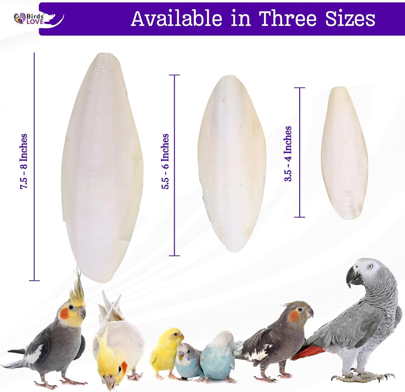 Birds LOVE Natural Cuttlebone - Premium Calcium & Trace Mineral Supplement for Avian Species, Tortoises, and Snails - Pure Cuttlefish Bones for Parakeets, Cockatiels & All Birds - 12 Pack of 5 .5-6" - BeesActive Australia