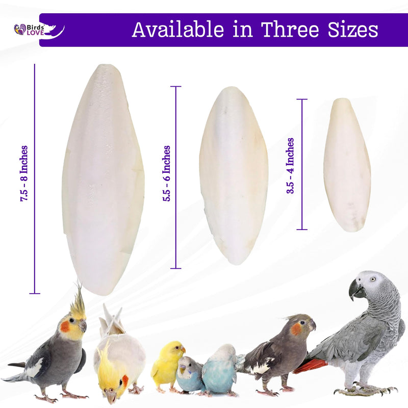 Birds LOVE Natural Cuttlebone – Premium Calcium for Cockatiel, Parrots, Tortoise, Snails, Crabs and Chinchillas - Pure Cuttlebone for Birds - Parakeet Food and Bird Treats - 2 Pack, Size 3.5 to 4" 3.5" - 4" 2 Count (Pack of 1) - BeesActive Australia