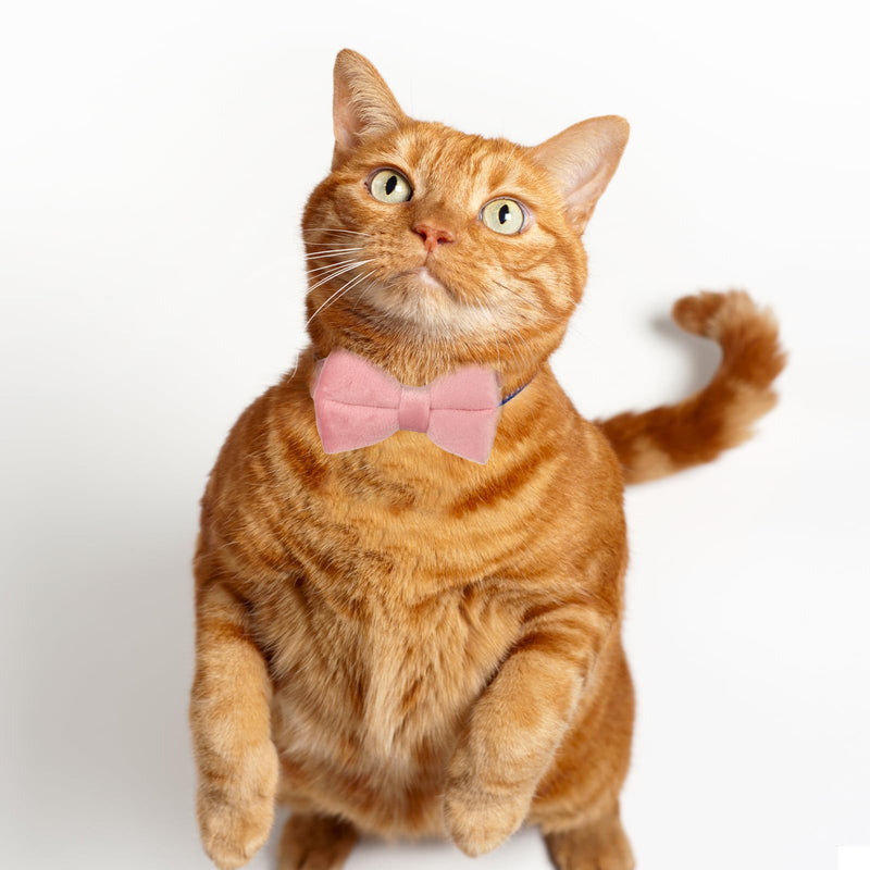 2 Pack Cute Cat Collars for Girl Cats Pink Kitten Bowtie Collar with Bells Breakaway Safety Collars Plaid Solid Color Gift Pet Collar Set Festive for Female Cats - BeesActive Australia