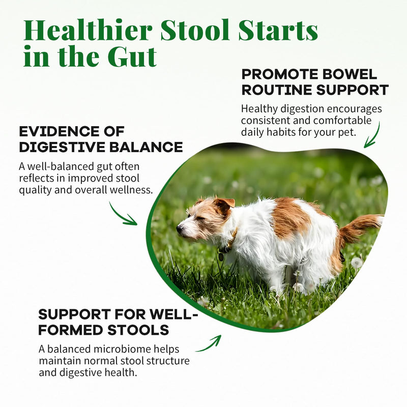 Probiotics for Dogs - Dog Probiotics & Enzymes – 12 Billion CFU 10 Strains, Psyllium Husk, Apple Cider Vinegar – Gut Health, Bloating Relief, Regularity Support – 120 Chews
