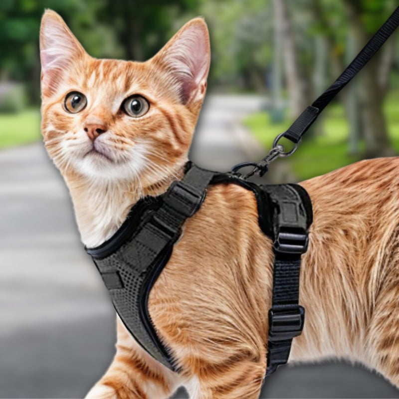 Comfortable cat harness with leash - Breathable air mesh, Suitable for neck circumference 21-28 cm, chest circumference 34-41 cm - Easy to put on and take off - Perfect for walks with your cat XS Black - BeesActive Australia