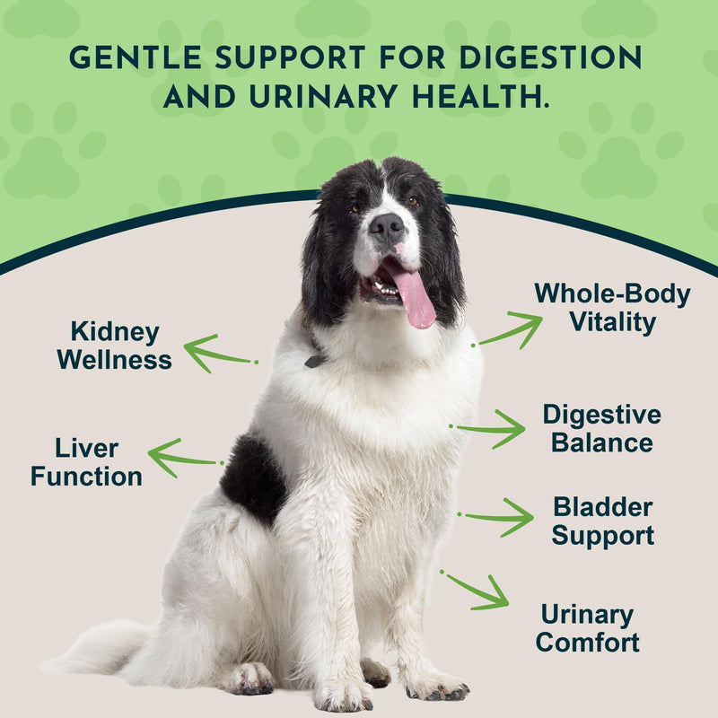 Animal Essentials Dandelion Extract for Dogs - Liquid Dandelion Root & Leaf Supplement, Liver & Kidney Support for Pets, Promotes Digestive Health, Natural Herbal Tonic for Dogs & Cats - 2 fl oz 2 Fl Oz (Pack of 1)