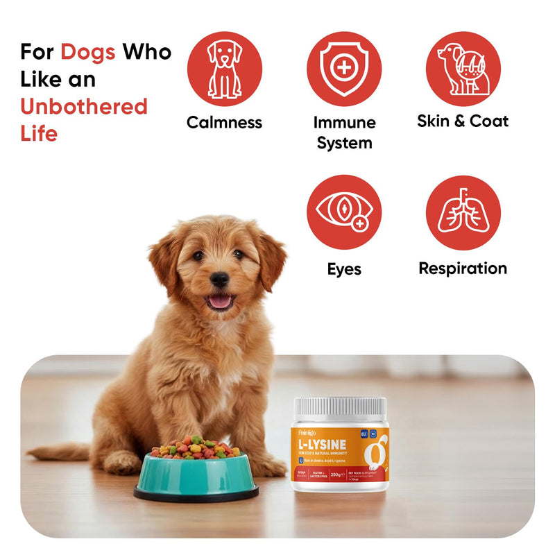 animigo L-Lysine For Dogs 250g - For Sneezing, Watery Eyes & Reduced Appetite - With Added Vitamin B6 & Magnesium - Rich in Amino Acid - For Dog's Natural Immunity - Scoop Included