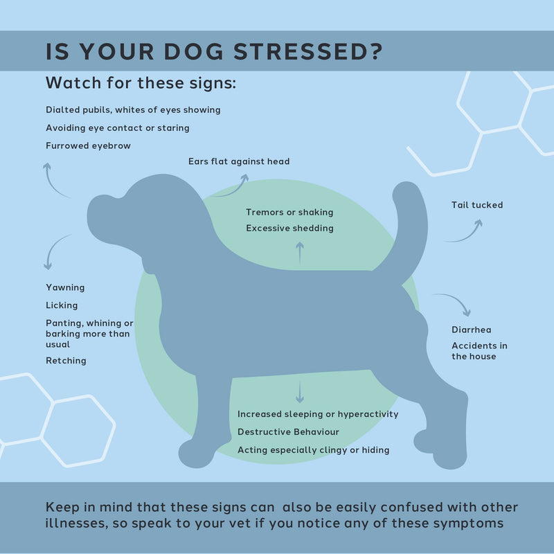 CharlieTheVet Calm Care, Salmon Flavour, Pet Calming Supplement, Capsules, Dogs & Cats, L-Tryptophan, L-Theanine, Valerian Root, 50 Capsules, Anxiety & Stress Relief