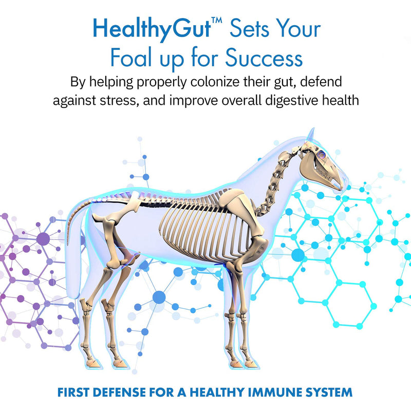 HealthyGut Foal Kit for Horses Dietary Supplement, All-Natural Formula (14 g) 1 Week - BeesActive Australia