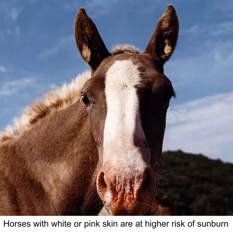 Natural Sunscreen for Horses with Aloe Vera and Zinc Oxide - Pure Sole Sun Block - Sun Protection for Horses’ Noses and Sensitive Skin - 8 oz. 8 Ounce - BeesActive Australia