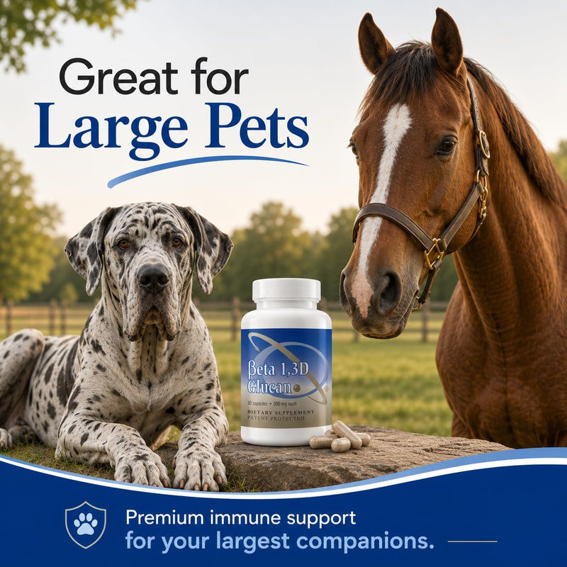 Transfer Point Beta 1,3D Glucan 500 mg, 30 Capsules | Immune support, yeast-derived, 30-day supply, pet-safe, Non-GMO, vegan, highest purity 30 Count (Pack of 1)