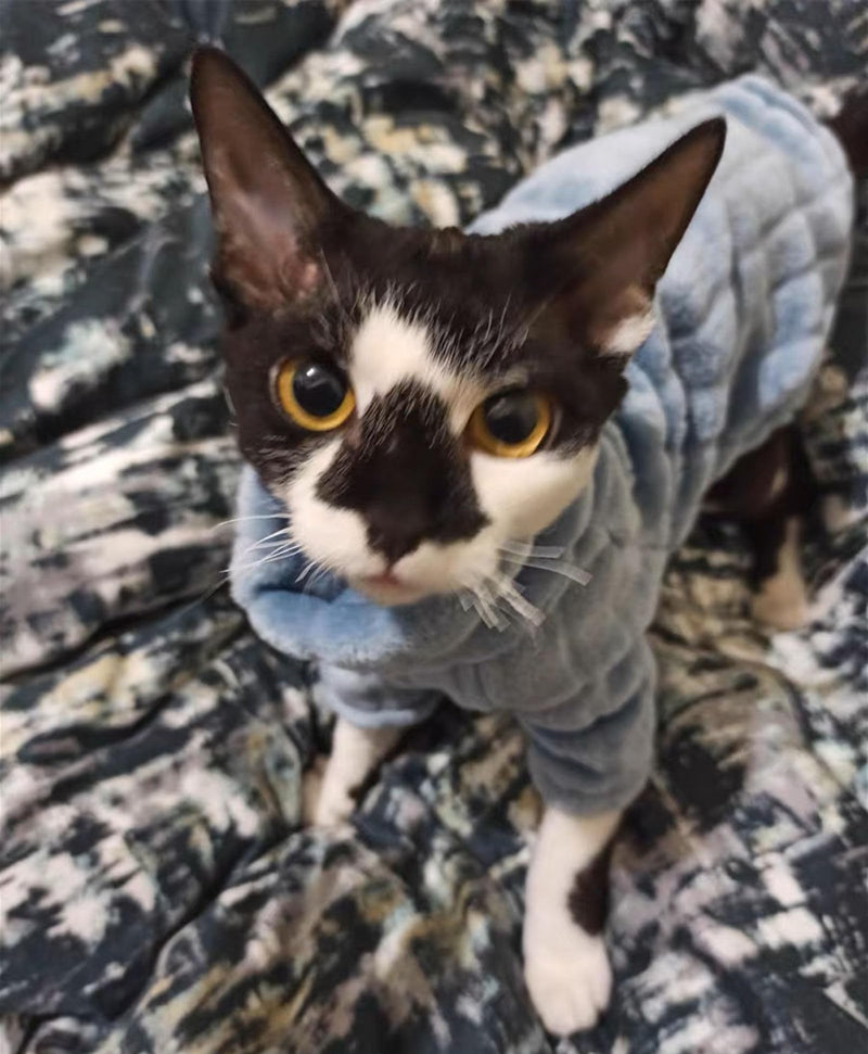 Kitipcoo Turtleneck Sweater for Sphynx Cat Soft Coral Fleece Cat Clothes Thick Winter Warm Outfit Coat for Hairless Cats and Small Dogs Apparel with Sleeves (L (7-8.5 lbs), Blue) L (7-8.5 lbs) - BeesActive Australia