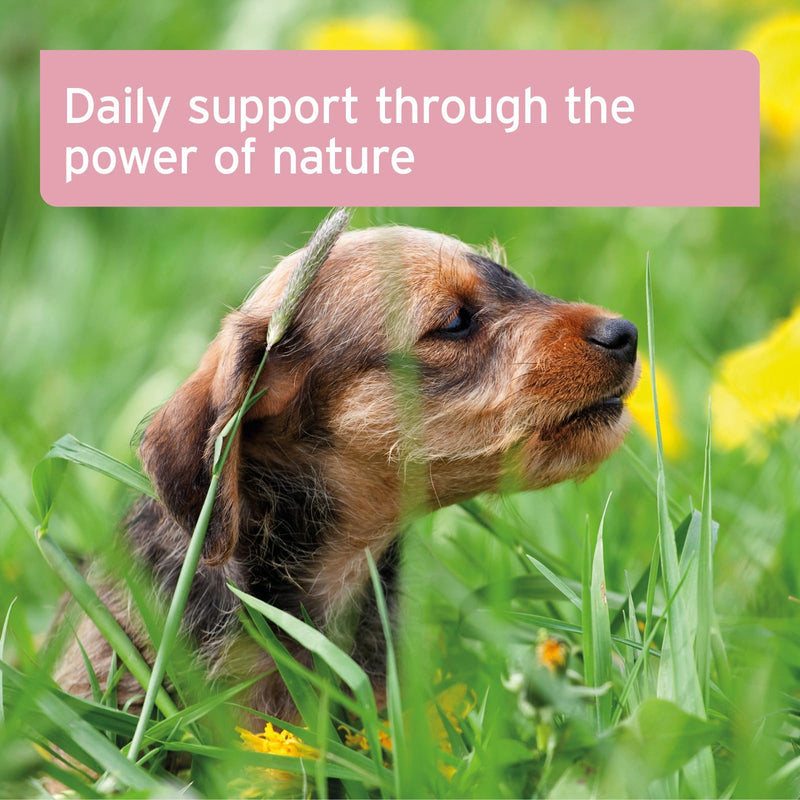 AniForte Bladder Formula for Dogs 100g – Used for Bladder Weakness & Urine Loss, Supports Bladder Function, Supplementary Feed for Incontinence